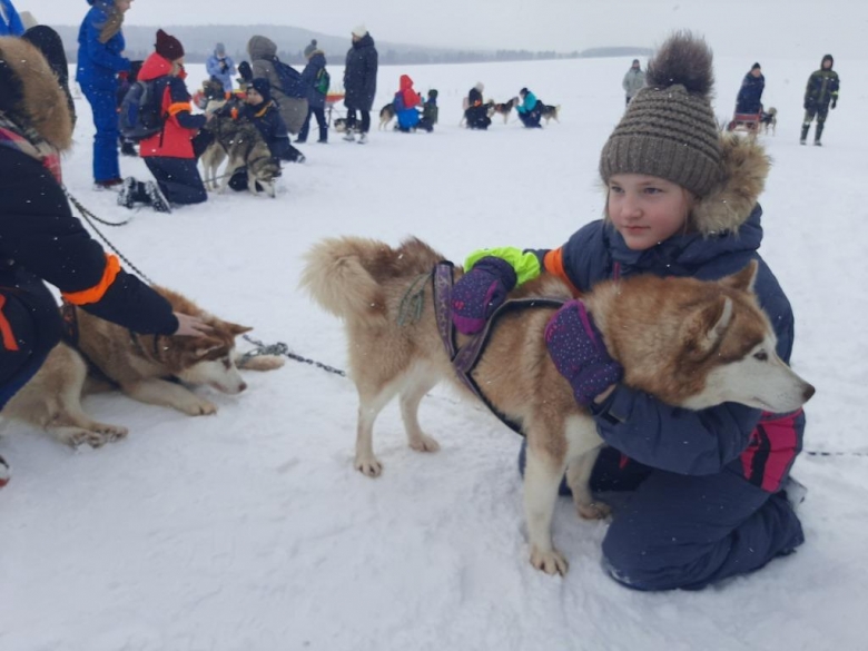 В гостях у хаски.